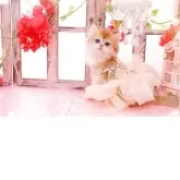 ブリティッシュショートヘア