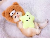 ブリティッシュショートヘア