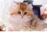 ブリティッシュロングヘア