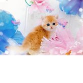 ブリティッシュショートヘア