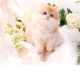 ブリティッシュロングヘア