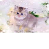 ブリティッシュショートヘア