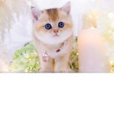 ブリティッシュショートヘア