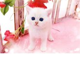 ブリティッシュショートヘア
