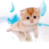 ブリティッシュショートヘア