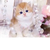 ブリティッシュロングヘア