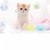 ブリティッシュショートヘア