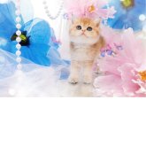 ブリティッシュショートヘア