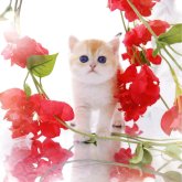ブリティッシュショートヘア