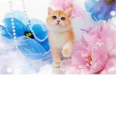 ブリティッシュショートヘア