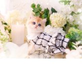 ブリティッシュショートヘア