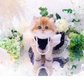 ブリティッシュロングヘア