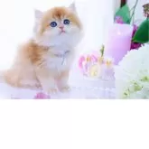 ブリティッシュロングヘア