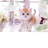 ブリティッシュショートヘア