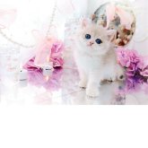 ブリティッシュショートヘア