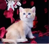 ブリティッシュショートヘア