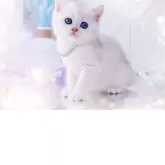ブリティッシュショートヘア