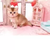 ブリティッシュショートヘア