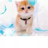 ブリティッシュショートヘア