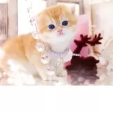 ブリティッシュショートヘア