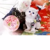 ブリティッシュショートヘア