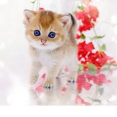 ブリティッシュショートヘア