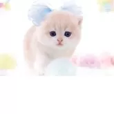 ブリティッシュショートヘア