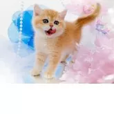 ブリティッシュショートヘア