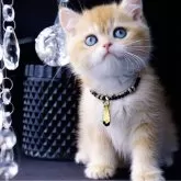 ブリティッシュショートヘア【岐阜県・男の子・2025年1月3日・シェーデッドゴールデン(ゴールド)】の写真1「甘えんぼで、くまちゃん顔が(´･(ｴ)･｀)可愛いね」