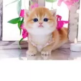 ブリティッシュショートヘア