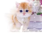 ブリティッシュショートヘア