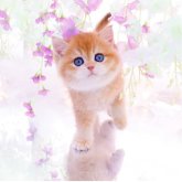 ブリティッシュショートヘア