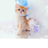 ブリティッシュショートヘア