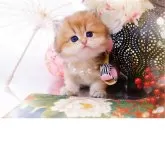 ブリティッシュロングヘア