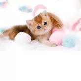 ブリティッシュショートヘア