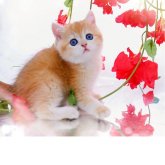 ブリティッシュショートヘア