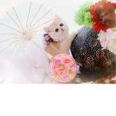 ブリティッシュショートヘア