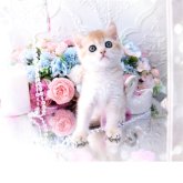 ブリティッシュショートヘア
