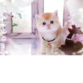 ブリティッシュショートヘア