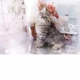 ラガマフィン