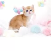 ブリティッシュショートヘア