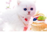 ブリティッシュショートヘア