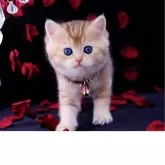 ブリティッシュショートヘア