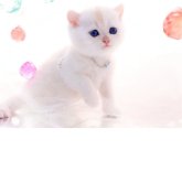 ブリティッシュショートヘア