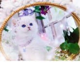 ブリティッシュショートヘア