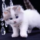 ラガマフィン【岐阜県・男の子・2025年1月25日・ブルーマッカレルタビー&ホワイト】の写真1「もっちり体型ﾄﾞｽｺｰｲ∩( ˙꒳​˙​ ∩)瞳の色が、オッドアイ」