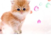 ブリティッシュロングヘア