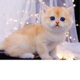 ブリティッシュショートヘア