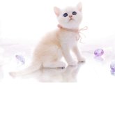 ブリティッシュショートヘア