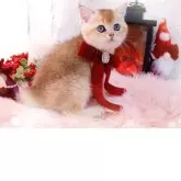 ブリティッシュショートヘア